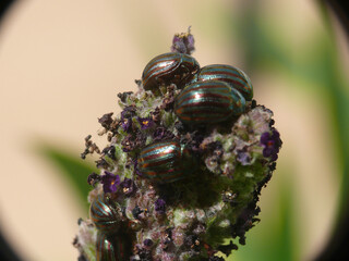 Chrysolina americana