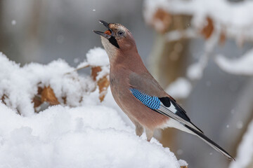Eichelhäher (Garrulus glandarius)