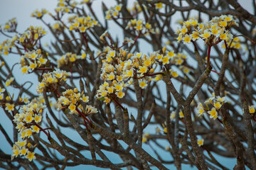 yellow leaves on the sky background