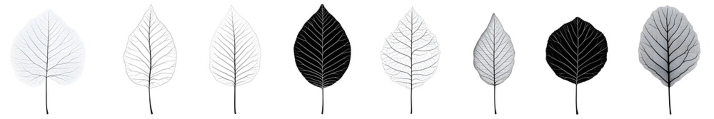 Obraz premium Elegant Leaf Silhouette: A collection of minimalist leaf silhouettes, artfully arranged to evoke a sense of delicate simplicity and natural grace. They are an ideal representation of tranquility.