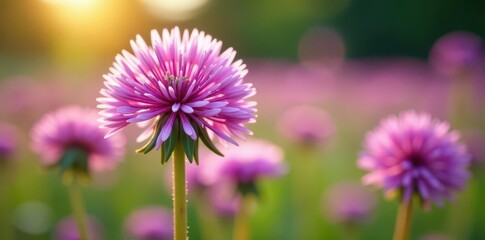 Obraz premium Close-up vibrant purple allium, blurred dandelion field, green, bloom, image