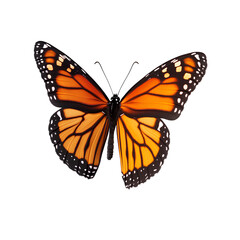 Fototapeta premium A monarch butterfly flying isolated on a transparent background PNG