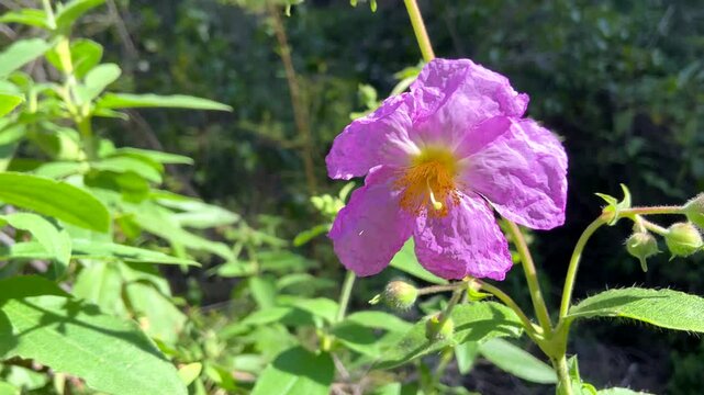 Cistus symphytifolius of family Cistaceae pink flower growing wild in Barranco de Badajoz canyon,Tenerife. It is endemic to the Canary Islands,4K