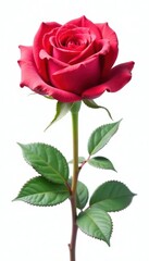 Fototapeta premium Single perfect rose, white background, clipping path, petal, macro