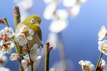 梅の花とメジロ
