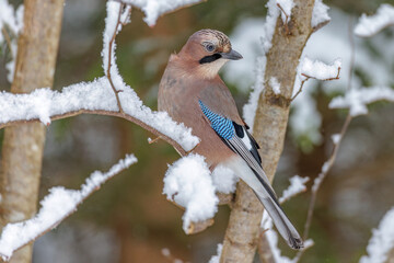 Eichelhäher (Garrulus glandarius)