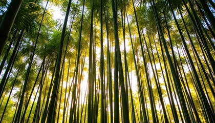 Serene Bamboo Forest Sunlight Dappled Through Green Stalks