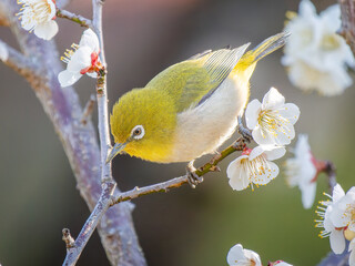 梅の花とメジロ