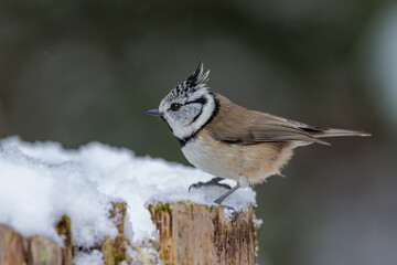 Haubenmeise (Lophophanes cristatus)