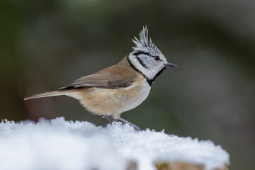 Haubenmeise (Lophophanes cristatus)