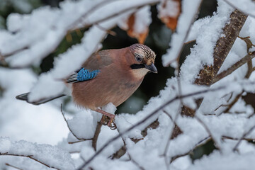 Eichelhäher (Garrulus glandarius)