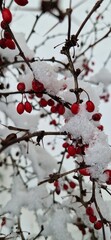 frozen fruits on a tree covered in ice and snow in winter