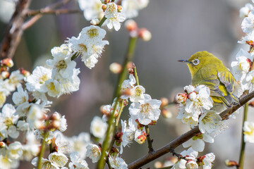 梅の花とメジロ