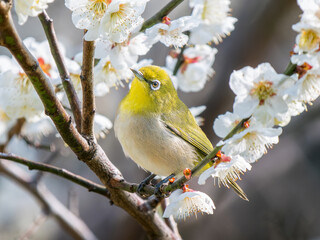 梅の花とメジロ