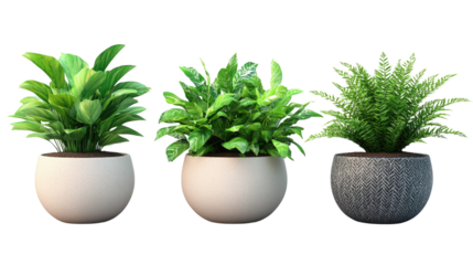 Trio of Potted Plants: A visually appealing composition showcasing three diverse potted plants. Each plant brings its unique aesthetic, thriving in stylish pots.
