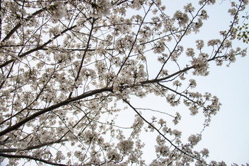 branches of a cherry tree