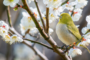梅の花とメジロ