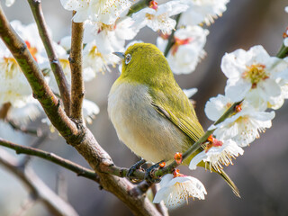 梅の花とメジロ