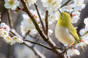 梅の花とメジロ