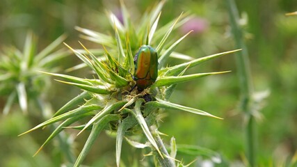 green beetle on milk thistle flower
