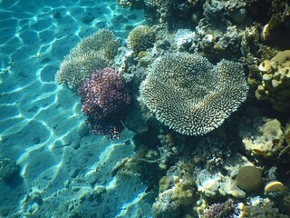 fish and corals in the Red Sea