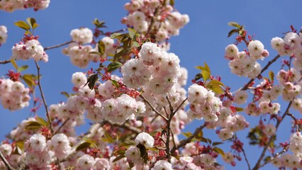 cherry blossom in spring