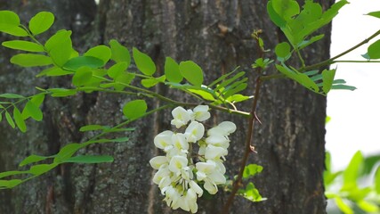 white acacia flowers on a tree background