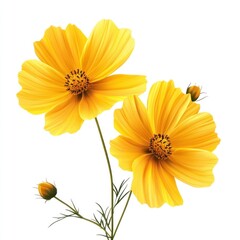 yellow flowers cosmos bloom on transparent or white background