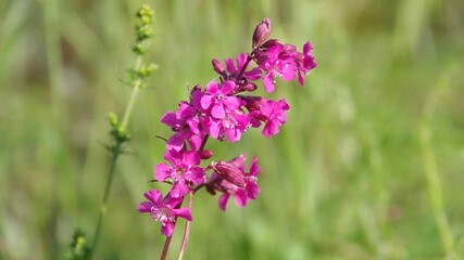 purple flowers on a green meadow