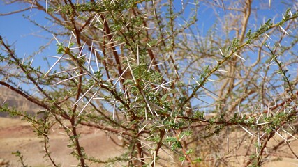 desert tree with mountains in the background