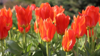 Obraz premium red tulips in the garden