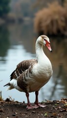 Obraz premium Goose preening feathers near lake shore, reeds visible, ecology, lake, goose