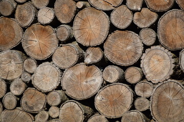 Tas de buches de bois empilé  et rangé