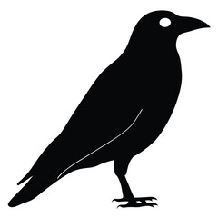 crow on a white background