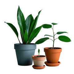 Obraz premium Trio of potted plants showcasing vibrant green foliage, varying sizes and designs in dark gray, terracotta, and light beige pots, perfect decor for homes or offices png isolate on white background Dow