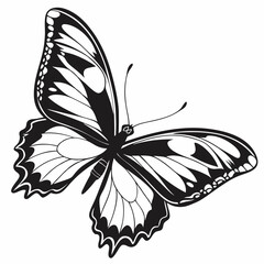 butterfly silhouette black vector