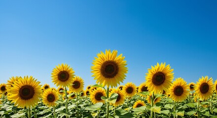 Fototapeta premium Vibrant Sunflowers Blooming Under a Clear Blue Sky