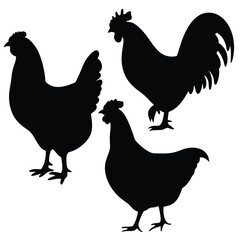 vector illustration of a rooster
