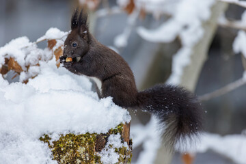 Eichhörnchen (Sciurus vulgaris)