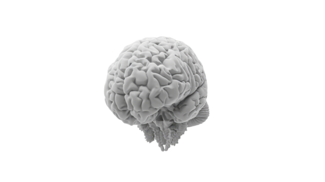 Realistic 3d human brain rotating on transparent background