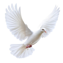 Obraz premium White dove flying,in flight,transparent background,PNG,clipart,mockup,peace and love.