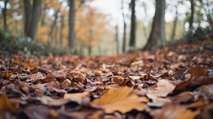 Close - up of fallen leaves on the forest floor with sharp focus, vividly showing their details, while blurred trees in the background set off the beauty of autumn.