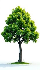 Obraz premium A single tree on a white background with a subtle gradient effect, nature, foliage