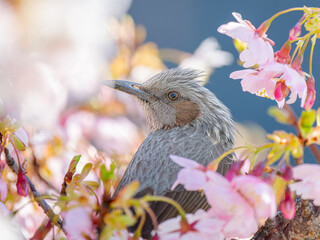 桜とヒヨドリ