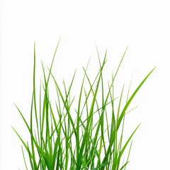 Fresh green grass blade isolated on white background