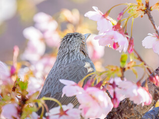 桜とヒヨドリ