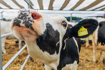 Close-up portrait of a young Holstein cow