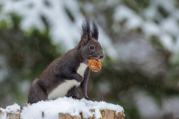 Eichhörnchen (Sciurus vulgaris)