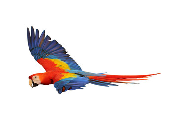 Colorful flying Scarlet Macaw parrot isolated on transparent background png file