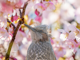 桜とヒヨドリ